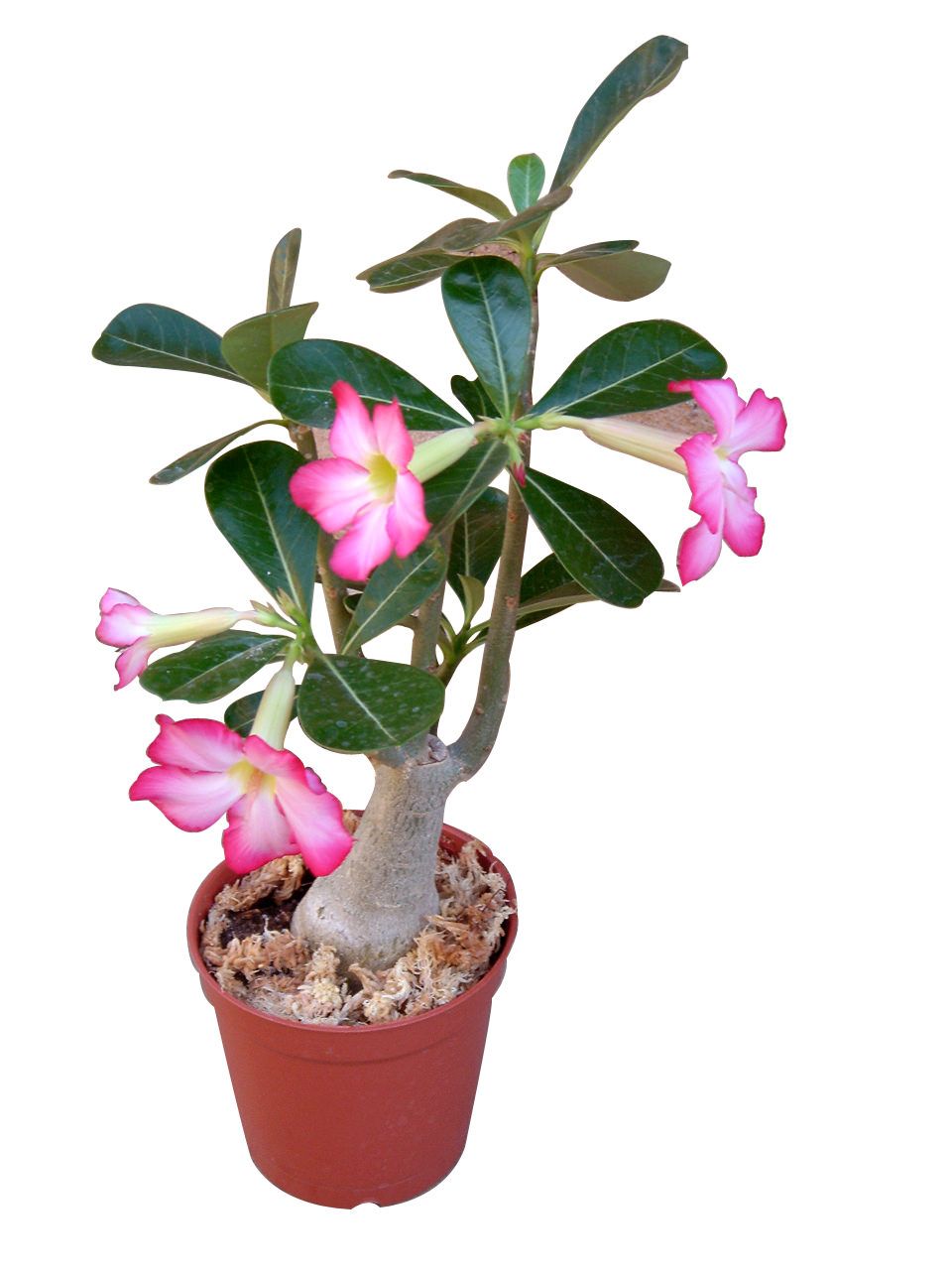 Adenium obesum  Achat & Guide d'Entretien - Fleuriste Binette et