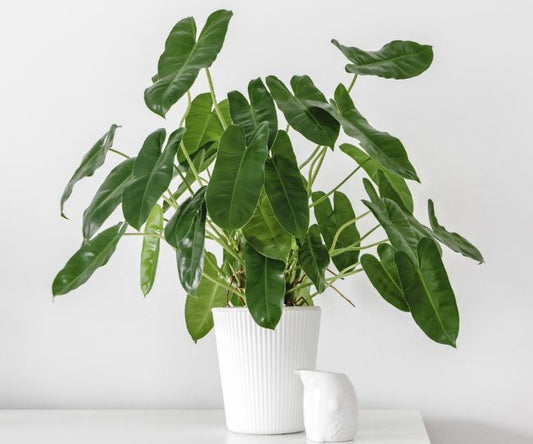 Le Philodendron