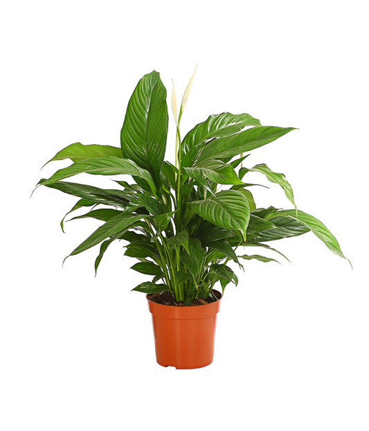 Le Spathiphyllum