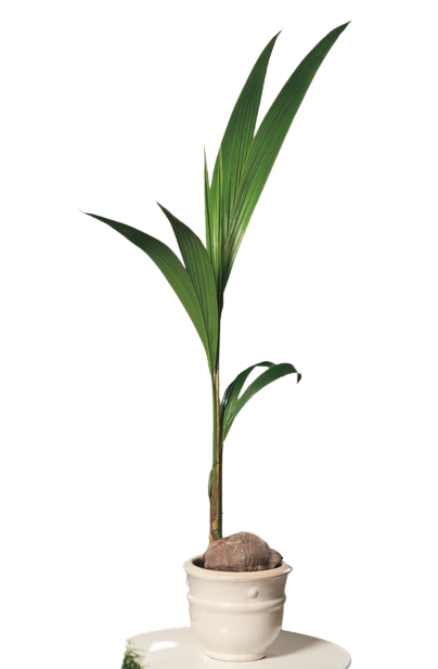 Cocos nucifera