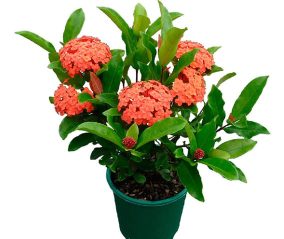 Ixora