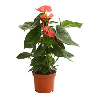 Anthurium andreanum