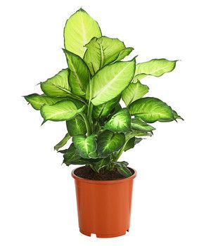 le Dieffenbachia