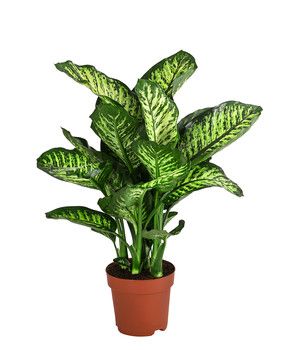 le Dieffenbachia