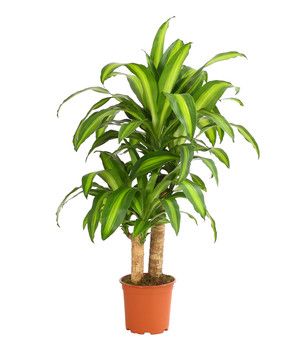 le Dracaena