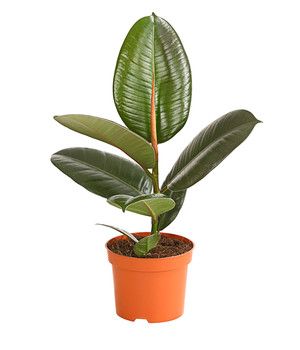 Le Ficus Elastica